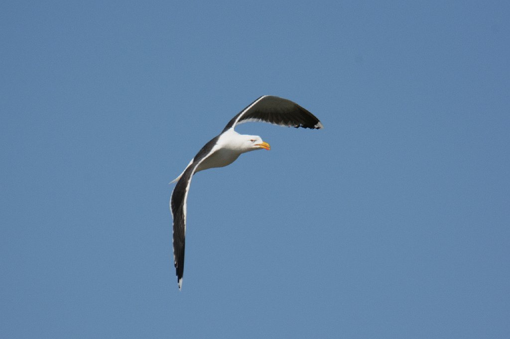 Gull, Great Black-backed, 2014-05051091.JPG - Great Black-backed Gull. Eastern Shore of Virginia National Wildlife Refuge, 5-5-2014